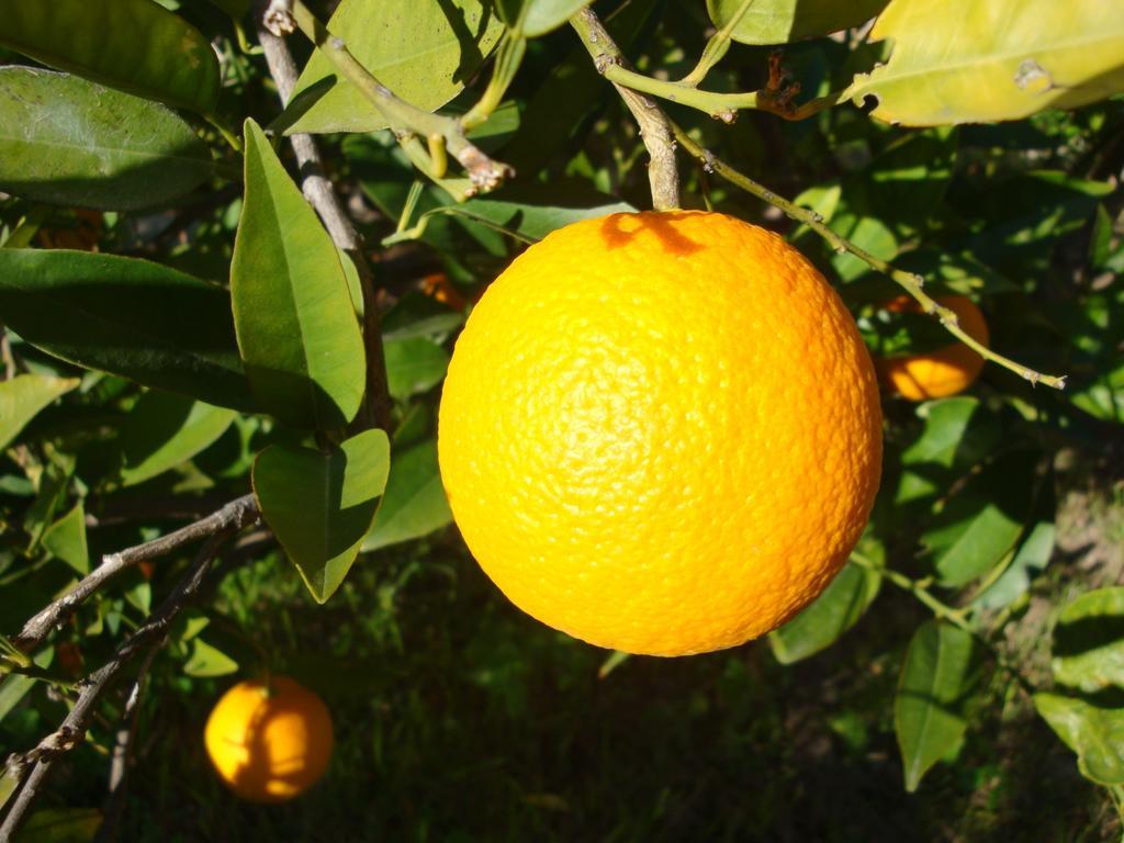 Casica De Perintin Cottage Ricote 外观 照片